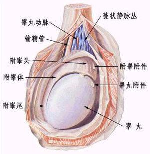 阴囊湿疹图片